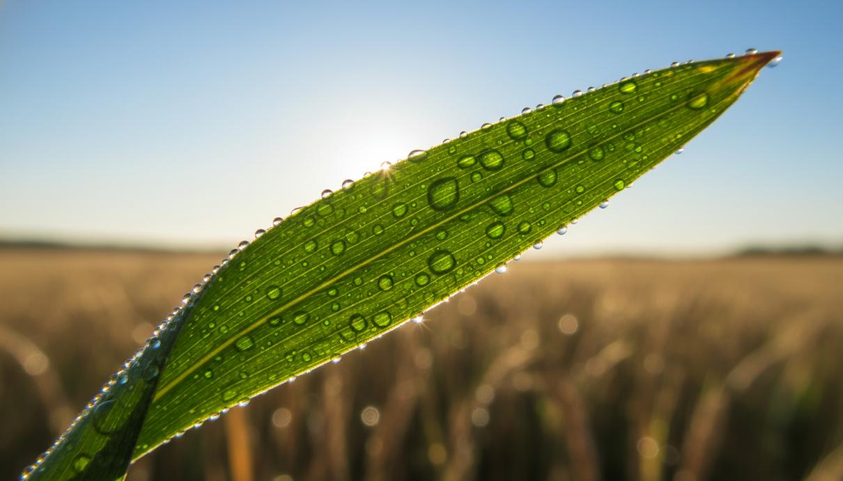 Крупный план зеленого листа пшеницы с каплями росы, подсвеченного утренним солнцем на фоне размытого поля.